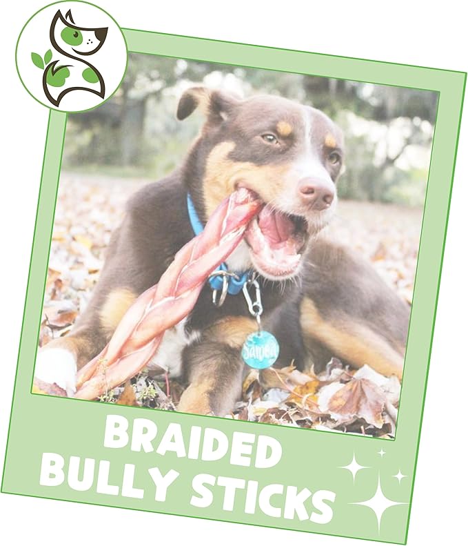 Nature Gnaws Braided Bully Sticks for Dogs 11-12" (5 Count) - Long Lasting for Aggressive Chewers and Large Dogs - Natural Beef Dog Chew Bones