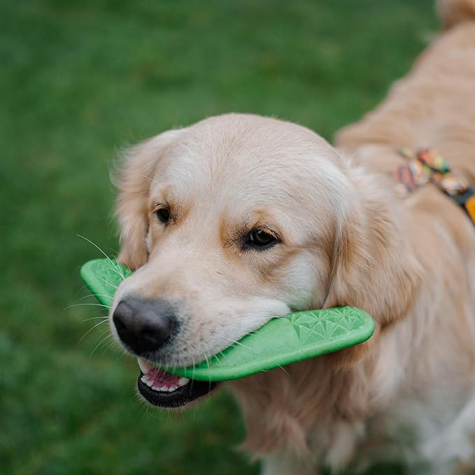 Dingo Toy for Dog, Durable TPR Rubber for chewers, Fetch Toy for Play, Boomerang 9.1", 17395 (Bommerang)