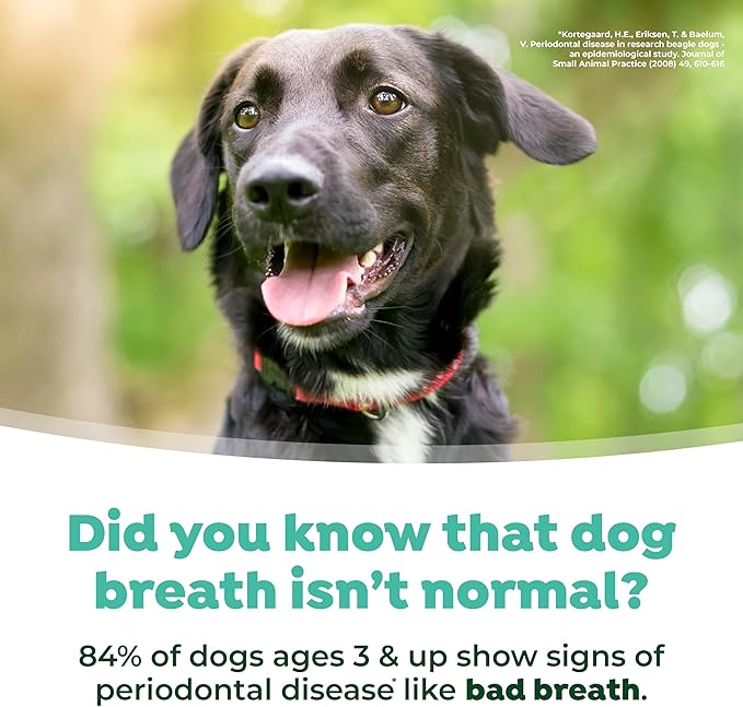 TropiClean Fresh Breath Water Additive for Dogs, Dog Breath Freshener & Teeth Cleaning Solution, No Toothpaste or Toothbrush Required, 16 oz, 3 Pack