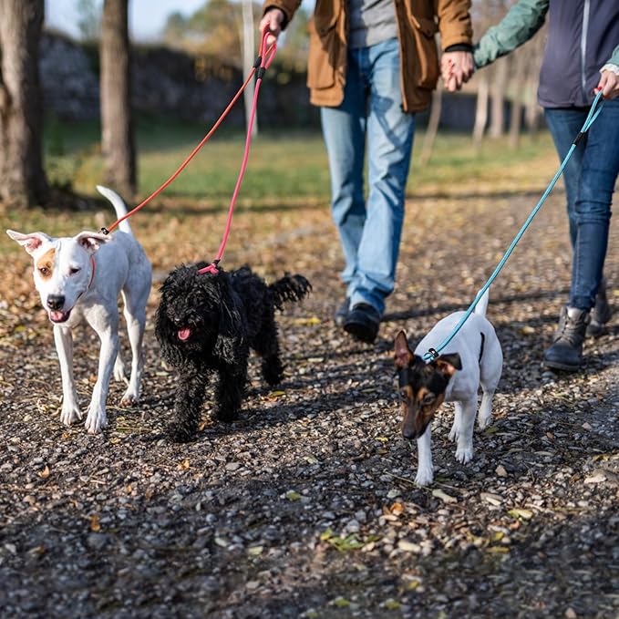 3-Pack Adjustable Dog Slip Leads Pink/Light Blue/Orange - Super-Strong, Easy On/Off, No Collar Needed, Standalone Use, Eye-Catching for Walking/Training