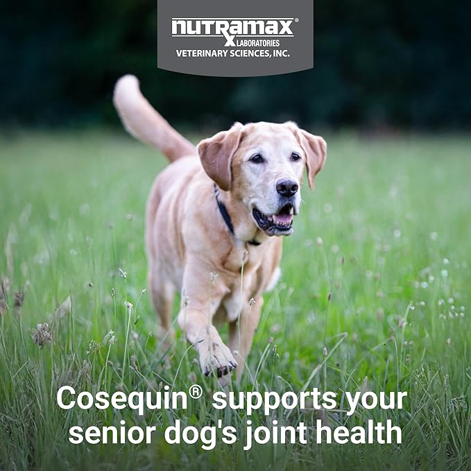 Nutramax Cosequin for Senior Dogs Joint Health Supplement, Contains Glucosamine for Dogs, Chondroitin, MSM, Omega-3s and Beta-Glucan, Supports Joint, Skin and Coat, Immune Health, Soft Chews, 60 Count