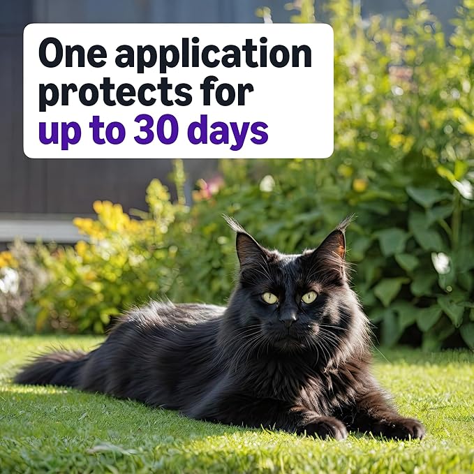 Amazon Basics Topical Flea Treatment for Large Cats (Over 9 Pounds), 4 Count (Previously Solimo)