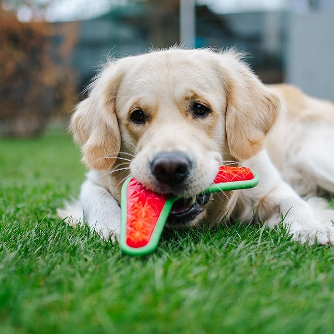 Dingo Toy for Dog, Durable TPR Rubber for chewers, Fetch Toy for Play, Boomerang 9.1", 17395 (Bommerang)