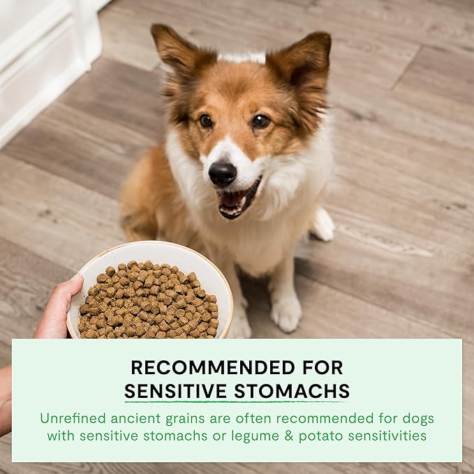 Open Farm, Ancient Grains Dry Dog Food, Protein-Rich & Nutrient Dense, 90% Animal Protein Mixed with Non-GMO Fruits, Veggies and Superfoods, Pasture Raised Lamb Recipe, 11lb Bag