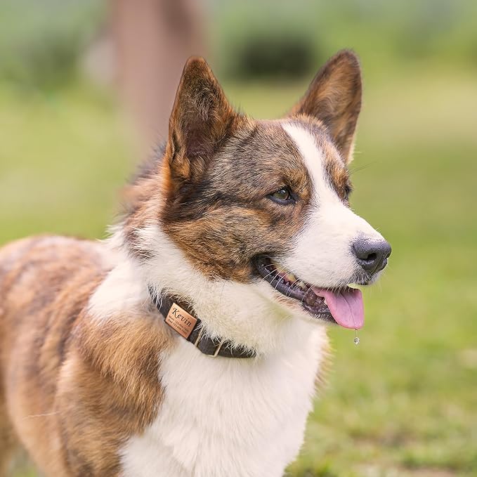 Anavia Slide On Silent Pet ID Tags, S/M/L/XL Personalized Stainless Steel Cat Dog Tag with Elastic Fabric Band, Engraved Nameplate Quiet Chew-Proof Pet Collar Tag (Gold, X-Large)