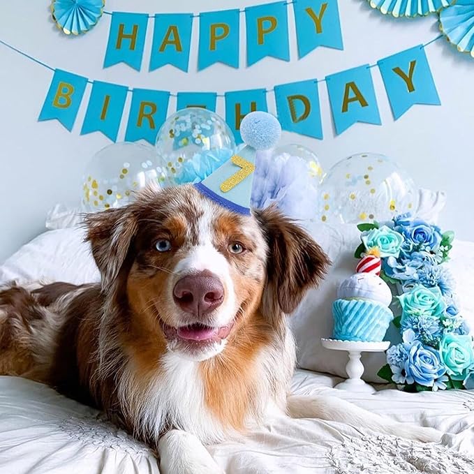 Pet Birthday Hat with Interchangeable Numbers 1-10 | Adjustable Pet Party Cone Hat for Dogs & Cats | Puppy Birthday Photo Props for 1st to 10th Birthday Celebrations (Blue Birthday Pet Hat)