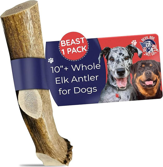 Devil Dog Pet Co. Elk Antlers for Dogs, Beast 10"+, 1 Pack, Grade A Long Lasting Chew for Aggressive Chewers, Premium USA Naturally Shed Antler – Healthy, No Odor, Durable Dog Chew