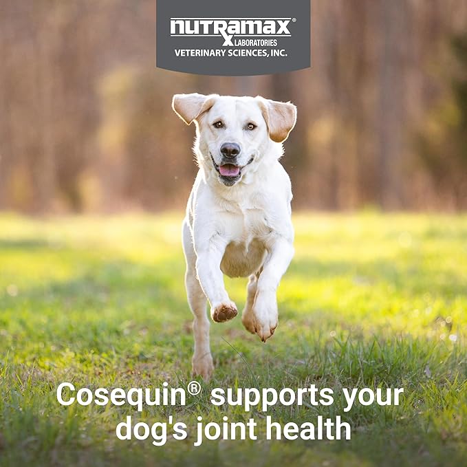 Nutramax Cosequin for Dogs Joint Health Supplement, Contains Glucosamine for Dogs, Chondroitin, MSM and Omega-3s, Supports Joint and Skin and Coat Health, Soft Chews, 60 Count