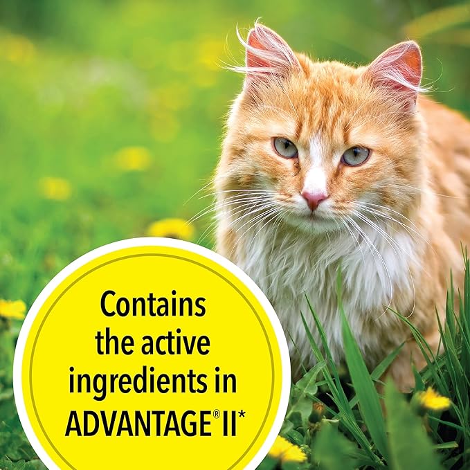 TevraPet Actispot II Flea Treatment for Large Cats 9+ lbs | 6 Doses | Powerful Prevention and Control