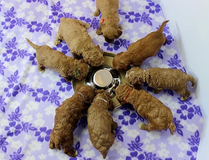 Stainless Steel Puppy Dog Bowls, Pets Puppies Feeding Food and Water Weaning Bowls Dishes Feeder, 10.3 Inch