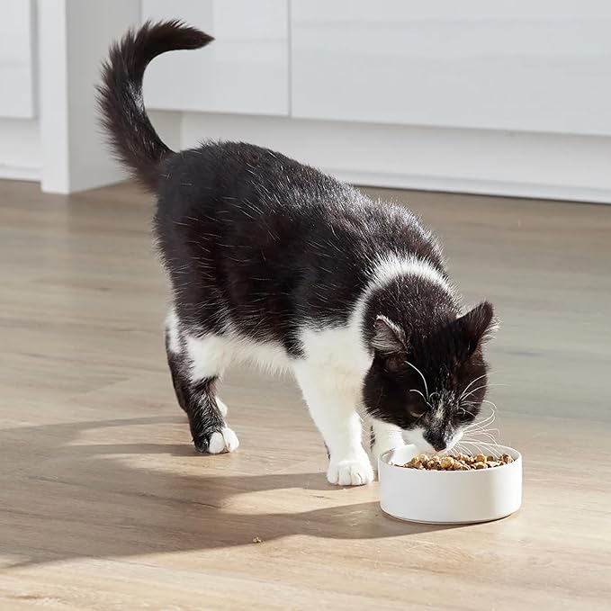 Open Farm, RawMix Dry Cat Food, Protein Packed Kibble Coated in Bone Broth with Freeze Dried Raw Chunks, Formulated for Kittens, Chicken with Turkey & Wild-Caught Salmon Recipe for Kittens, 8lb Bag