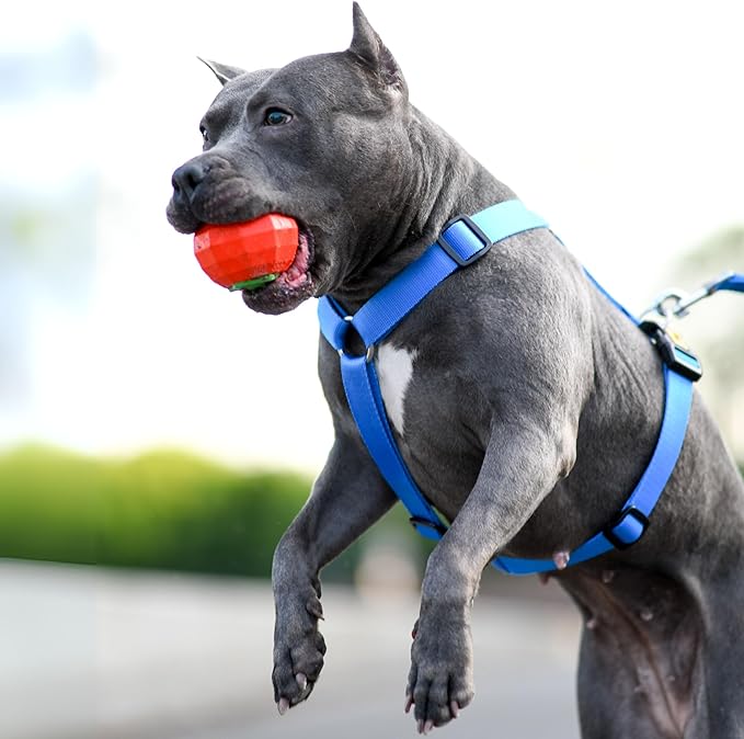 Dingo Toy for Dog, Durable TPR Rubber for chewers, Fetch Toy for Play, Boomerang 9.1", 17395 (Tomato)