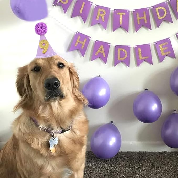 Pet Birthday Hat with Interchangeable Numbers 1-10 | Adjustable Pet Party Cone Hat for Dogs & Cats | Puppy Birthday Photo Props for 1st to 10th Birthday Celebrations (Purple Birthday Pet Hat)