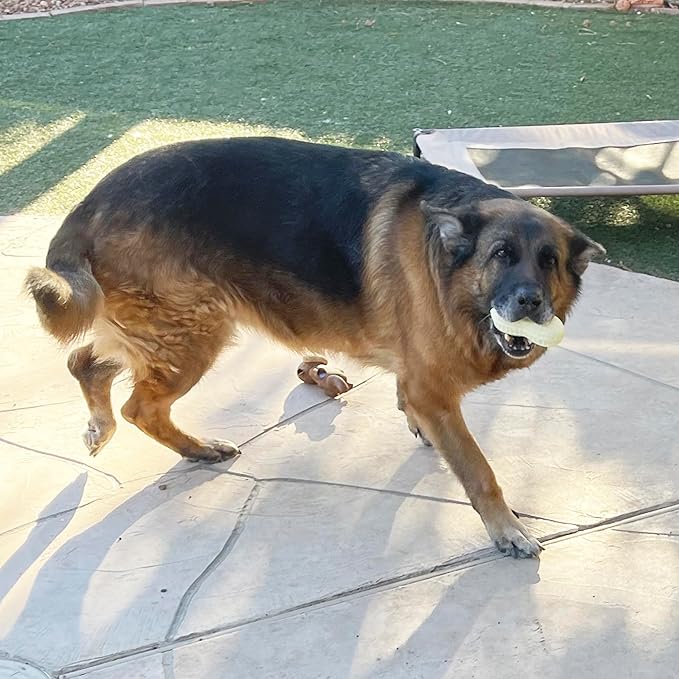 Jalousie Multipack Dog Squeaky Toys Bulk Bundle Pup Toy - Puppy Toys for Pets for Small Medium Breed (24 PCs Gift Basket)