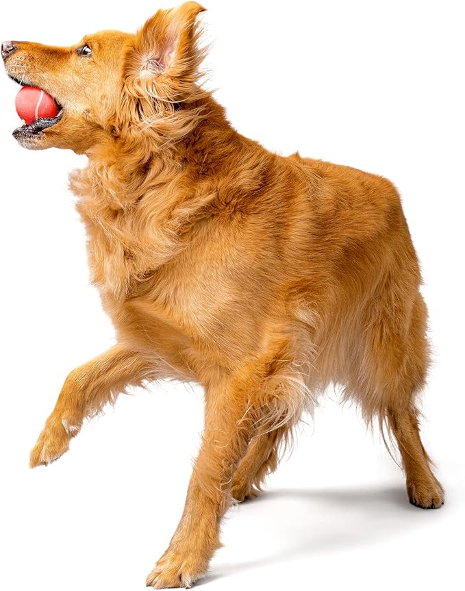 Playology Dog Toys | Squeaky Chew Ball - Bouncy Durable Floating Fetch Ball for Dogs | Medium Beef Scented Toy - Easy to Clean and Made from Non Toxic Materials