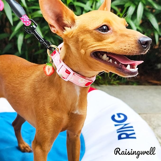 Cute Dog Collar Strawberry Pattern for Boys and Girls Holiday Dog Collars Summer Fall Gift Adjustable for Small to Medium Breed Dogs (Strawberry, Medium)