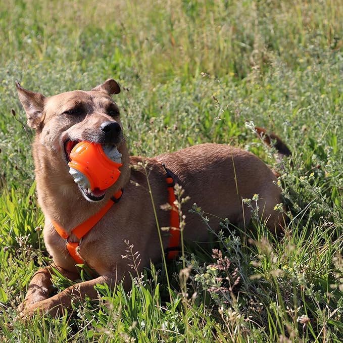 Dingo Toy for Dog, Durable TPR Rubber for chewers, Fetch Toy for Play, Boomerang 9.1", 17395 (Ball dent)