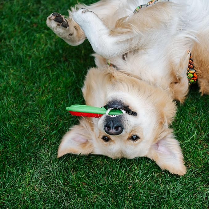 Dingo Toy for Dog, Durable TPR Rubber for chewers, Fetch Toy for Play, Boomerang 9.1", 17395 (Bommerang)