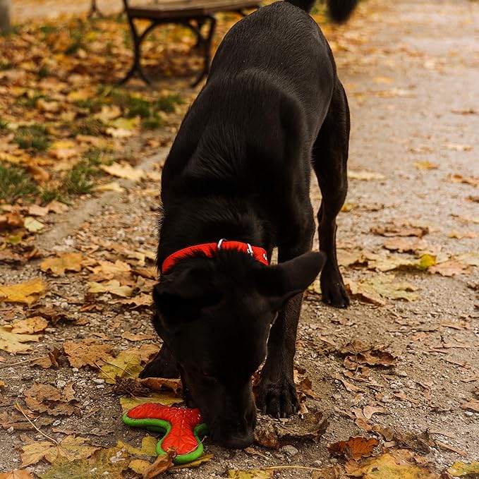 Dingo Toy for Dog, Durable TPR Rubber for chewers, Fetch Toy for Play, Boomerang 9.1", 17395 (Bommerang tri)