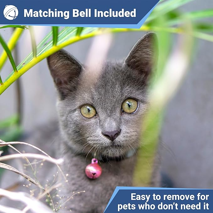 GoTags Personalized Reflective Cat Collars with Tag, Engraved Custom with Name and Phone, Breakaway Collar with Safety Buckle and Bell, Adjustable for Cats and Kitten, (Orange with Nameplate)