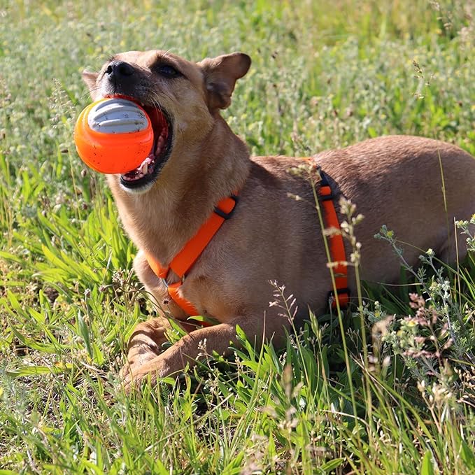 Dingo Toy for Dog, Durable TPR Rubber for chewers, Fetch Toy for Play, Boomerang 9.1", 17395 (Ball dent)