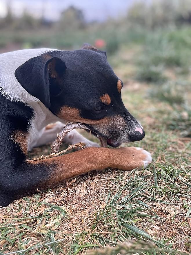 hotspot pets Bully Stick Rings for Dogs (5 Pack) 4 Inch Circles- Premium All Natural Long Lasting Beef Pizzle Dog Chew Treats - Low Odor, Grain Free, Fully Digestible, Rawhide Alternative Chews