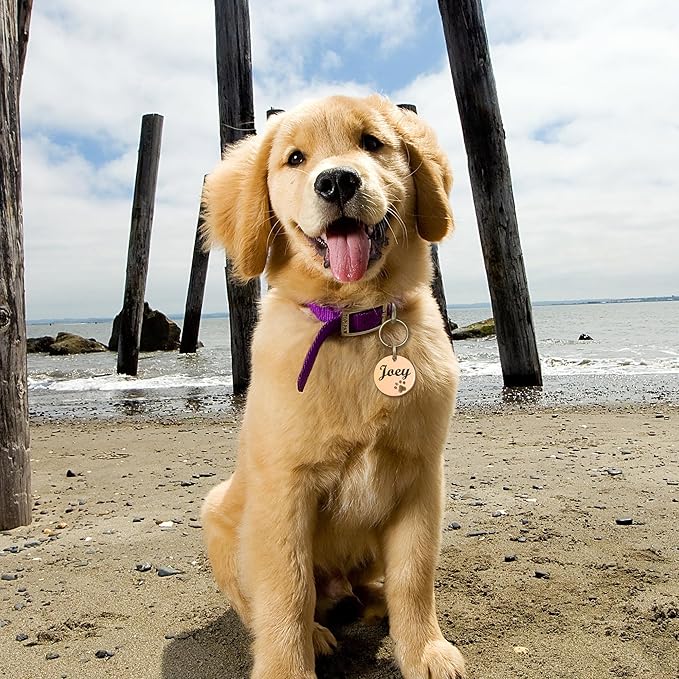 Anavia Paw Print Pet ID Tags, S/M/L Personalized Color Plated Stainless Steel Cat Dog Tags, Customized Engraved Glossy Dog Name Tag Pet Collar Tag (Rainbow, Round-Large)