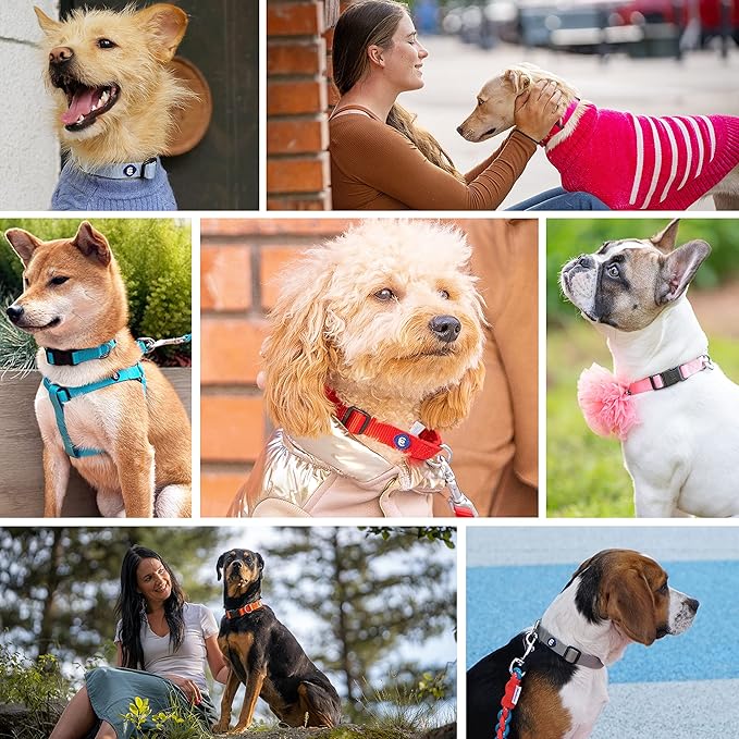 Blueberry Pet Essentials Matching Dog Collar | Adjustable Classic Solid Color Nylon Dog Collars for Dogs | Orange Vermilion Dog Collar for Dogs