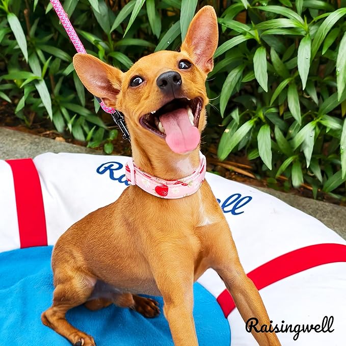 Cute Dog Collar Strawberry Pattern for Boys and Girls Holiday Dog Collars Summer Fall Gift Adjustable for Small to Medium Breed Dogs (Strawberry, Medium)